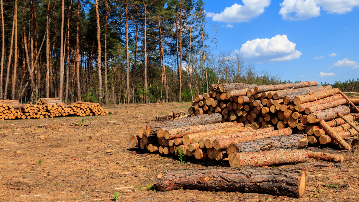 raadamine metsaraie puit lageraie