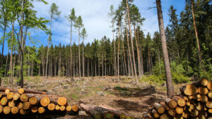 Määrus on suunatud metsade kaitsele ja metsade hävitamise piiramisele