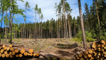 Määrus on suunatud metsade kaitsele ja metsade hävitamise piiramisele