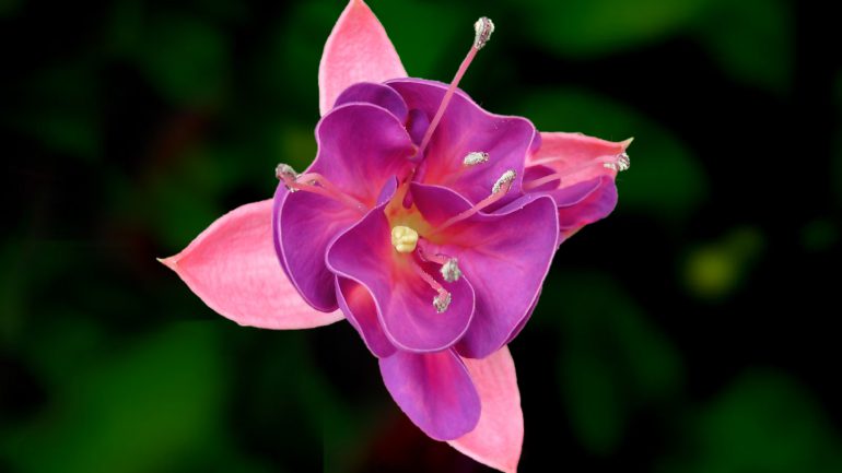 fuchsia_2008.jpg