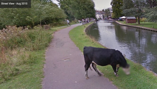 streetview_cow.jpg